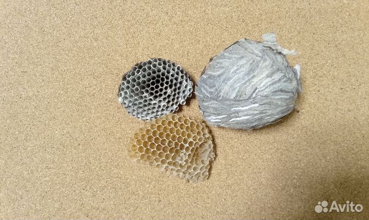 Осиное гнездо осиный улей соты