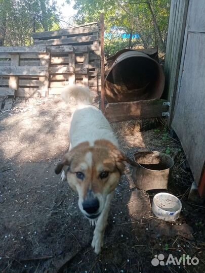 Собака в добрые руки отдам бесплатно