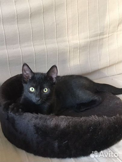 Котенок, черный, 3 месяца
