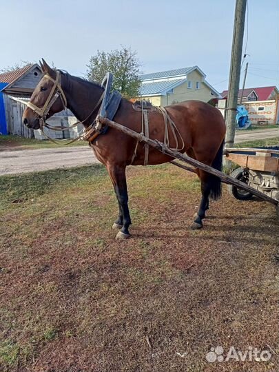 Обученная кобыла