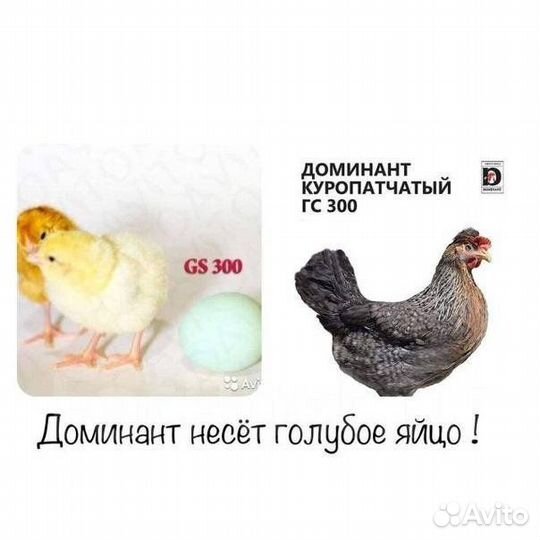 Цыплята доминант и инкубационное яйцо