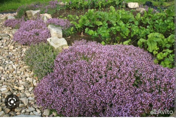 Рассада чабрец, тимьян