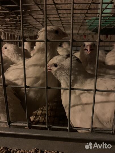 Техасский перепел