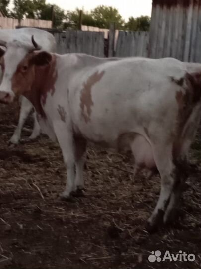 Корова стельная дойная