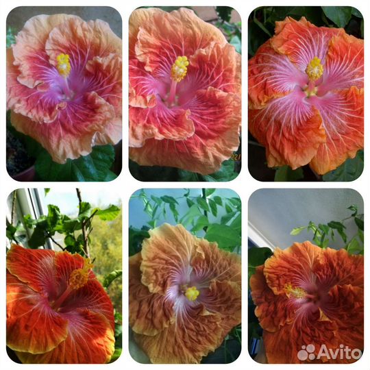 Сортовой гибискус,в коллекции 60 сортовых гиб