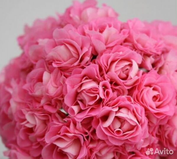 Пеларгония герань