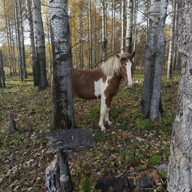 Лошади