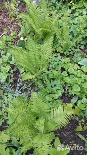 Хоста папоротник спирея, дев виноград, колокольчик