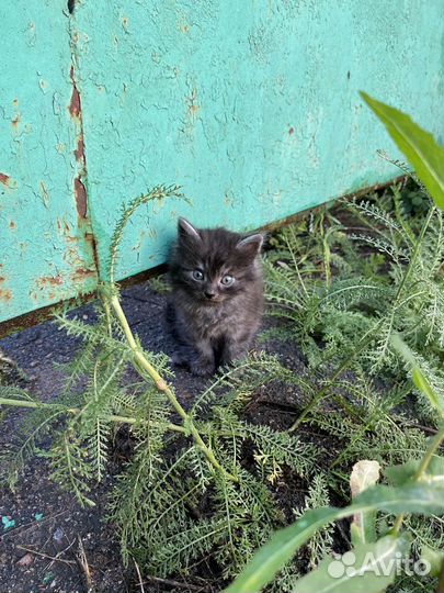 Котята отдам в добрые руки бесплатно