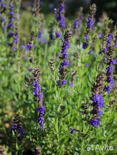 Красота для сада