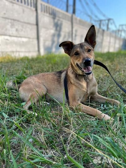 Спасите меняиз приюта