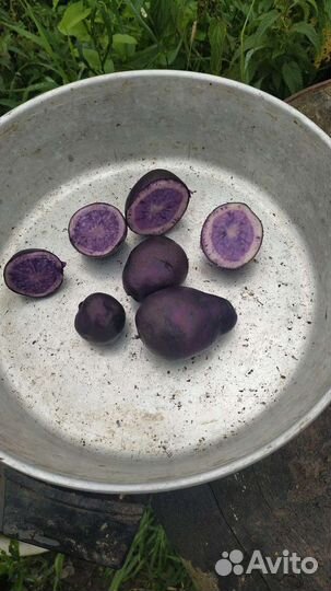 Семенной картофель