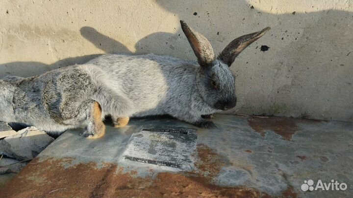 Полтавское серебро