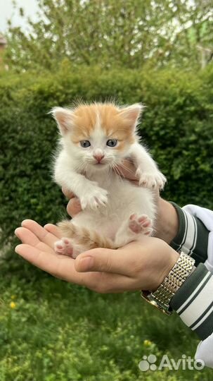 Котенок в добрый руки