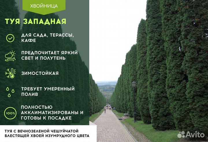 Туя Смарагд 1,8-2 м,Брабант,Колумна