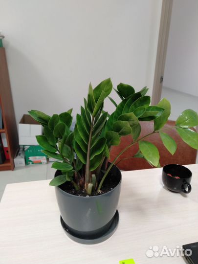 Замиокулькас