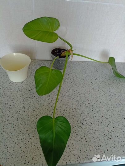 Филодендрон