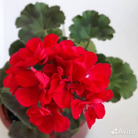 Миниатюрная пеларгония
