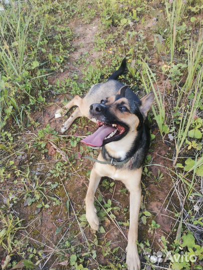 Отдам собаку В добрые руки