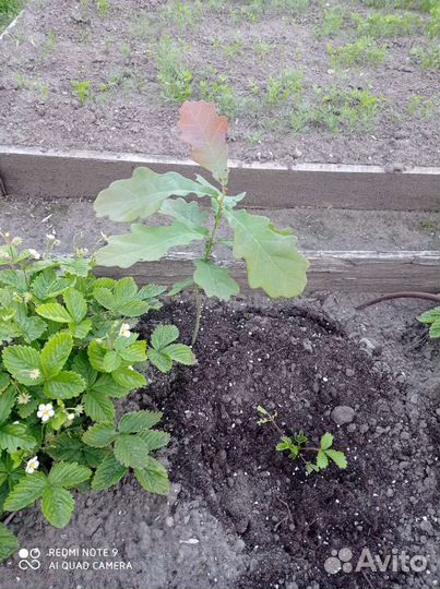 Дуб, саженец