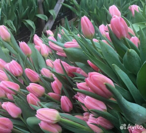 Букеты тюльпанов к 8 марта