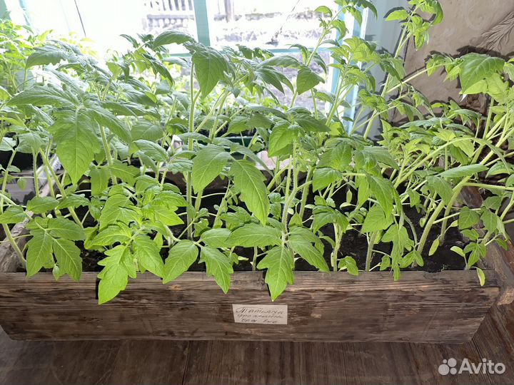 Рассада помидор, болгарского перца, огурцы