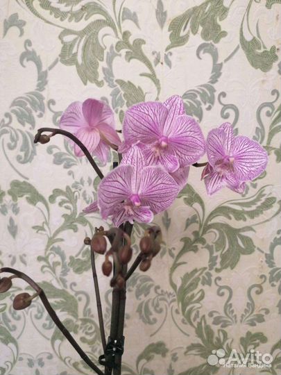 Орхидея фаленопсис биглип Manta breathe