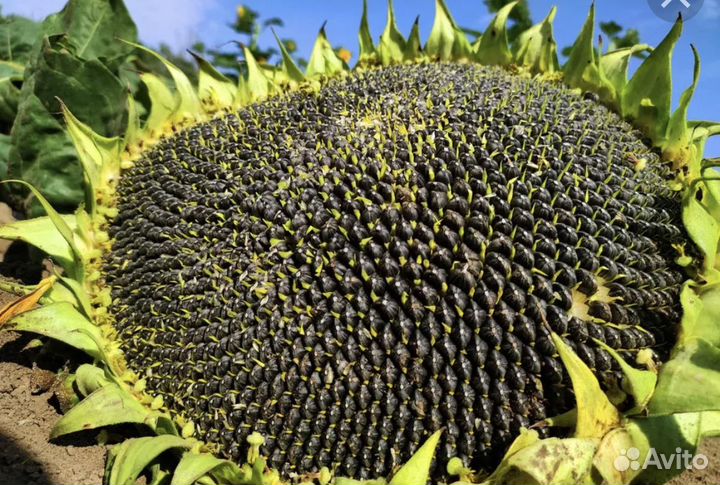 Семена подсолнечника Добрыня