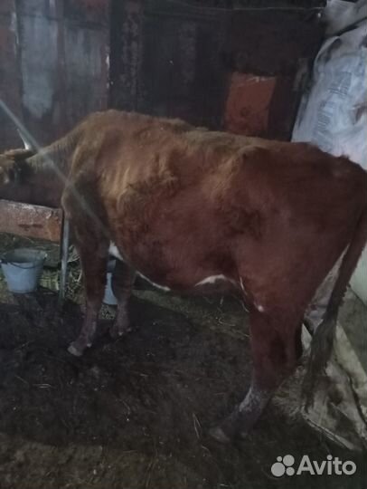 Телки, айширки