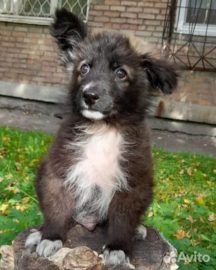 Собака в добрые руки щенок