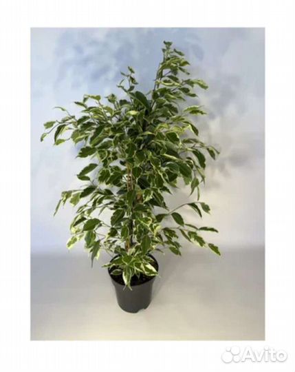 Фикус бенджамина