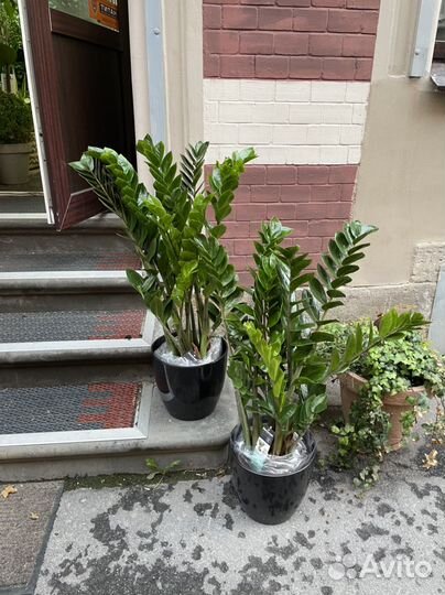 Замиокулькас