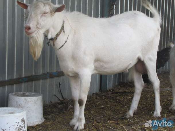 Козел зааненский