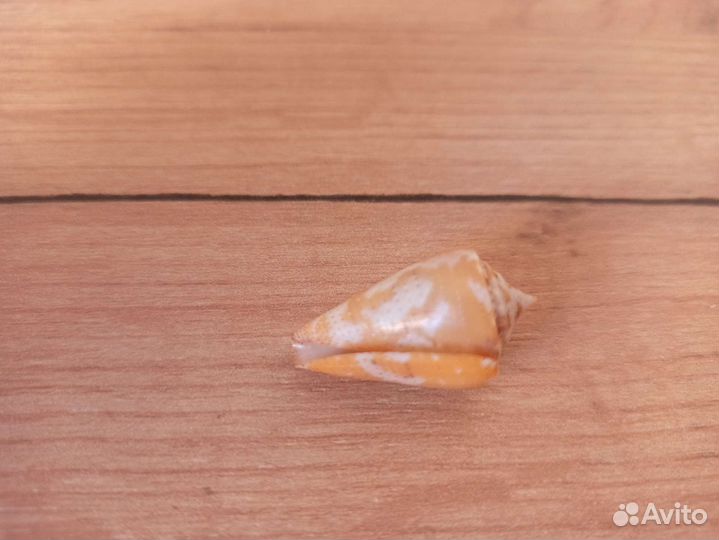 Морская раковина