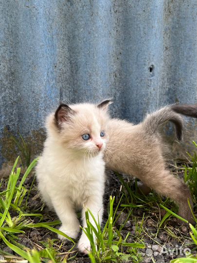 Котята в добрые руки бесплатно