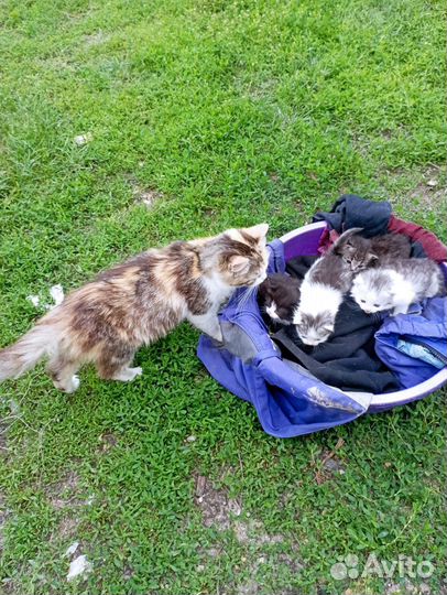 Отдам бесплатно котят