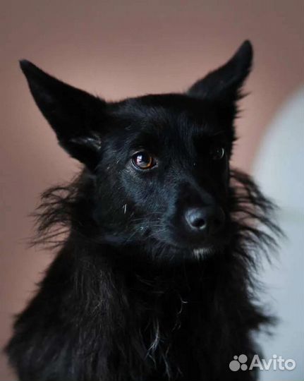 Маленькая собака в дар