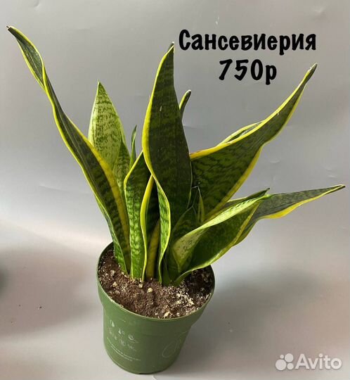 Сансевиерия