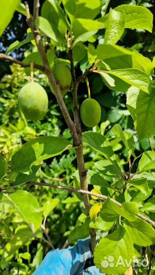 Взрослые Яблони,сливы,инжи,черешня и др, зкс