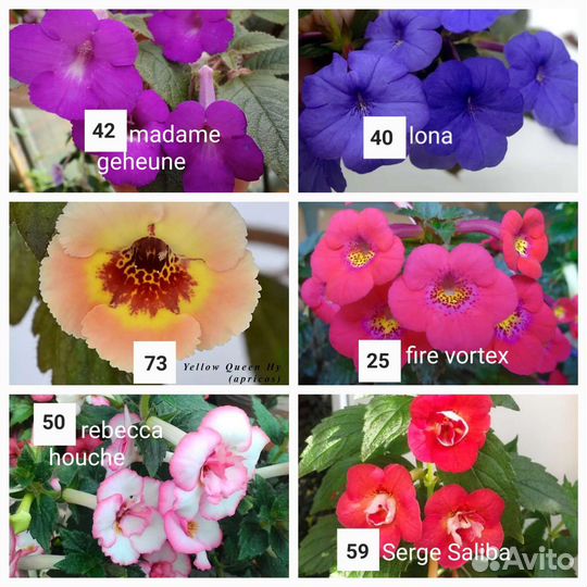 Ризомы ахименесов