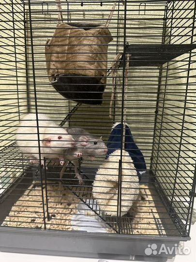 Крысы бесплатно