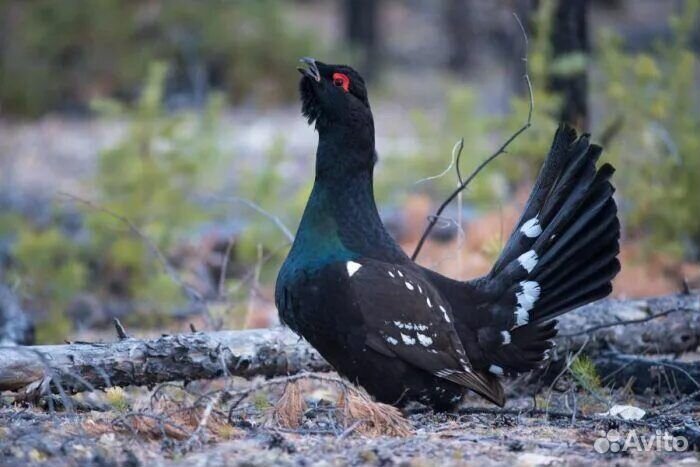 Имитация шкуры каменного глухаря для таксидермии