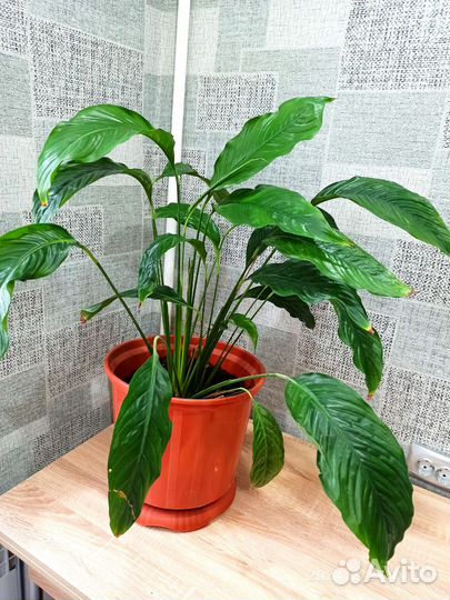 Спатифиллум, также известный как «женское счастье»