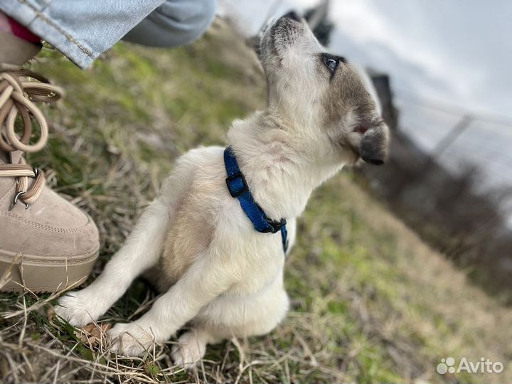 Собака в добрые руки