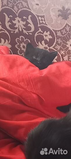 Котёнок 1,5 месяца