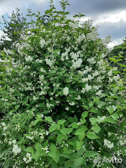 Цветущие кустарники(Жасмин(Чубушник), Спиреи)