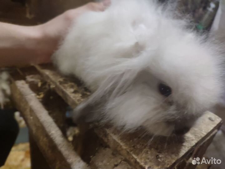 Кролик
