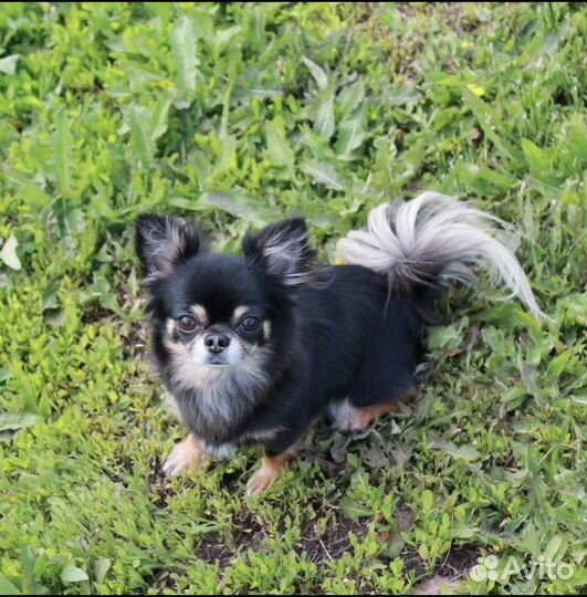 Вязка кобель чихуахуа