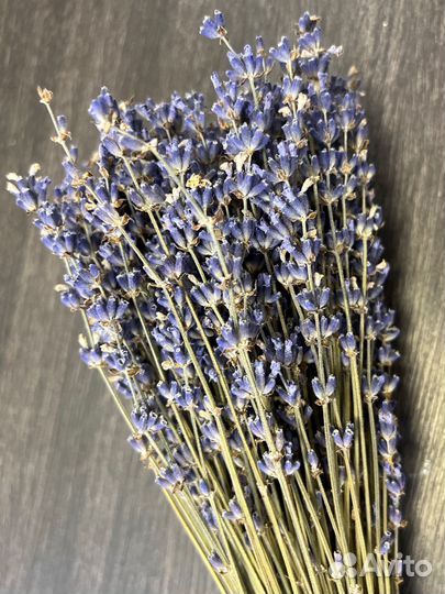 Крымская душистая лаванда