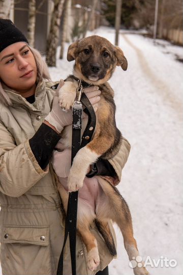 Маленькая Виола ищет дом